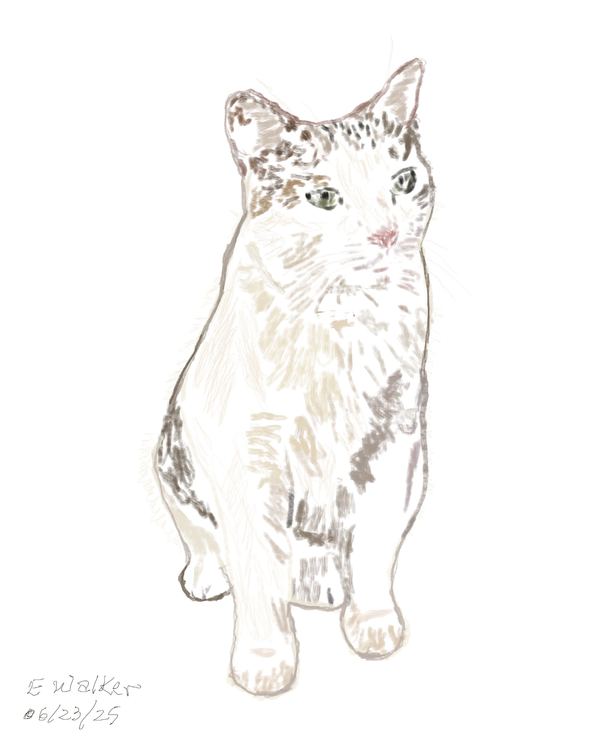 Cat<br />
